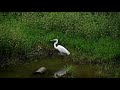 加茂町！朝食中のダイサギ氏