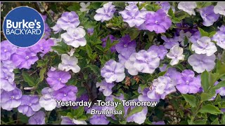 Yesterday -Today \u0026 Tomorrow. Brunfelsia