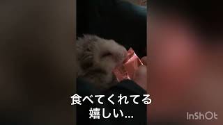 一昨日まで元気だったうちのハムスター が冬眠状態に…