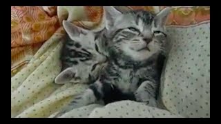 【可愛い子猫動画】 かわいい猫 - 寝落ちの瞬間 - とても面白いペットの動画まとめ