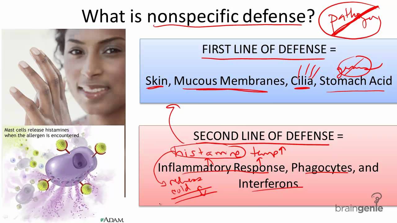 8.11.1 Nonspecific Defense - YouTube