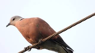 นกเขาไฟ (Red Collared Dove), Streptopelia tranquebarica  4K