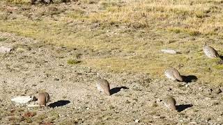 Tibetan Snowcock