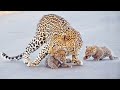 Leopard Teaches Cubs How to Cross the Road