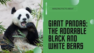 The Giant Panda