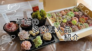 【多肉植物】年始の多肉購入品紹介