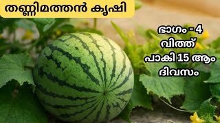 തണ്ണിമത്തൻ കൃഷി ഭാഗം 4തൈകളുടെ നടീൽ 🌱