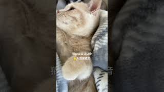 猫のゴロゴロ音⚠️大音量推奨 #ねこのいる生活 #猫#ねこ動画 #ねこ動画 #short