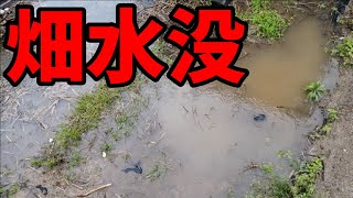 畝立てサボって畑が水没しました【ひよこ農業】　29話目