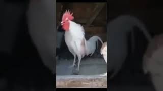 Funny White Rooster Laughing At Funny Dog Falling Through The Floor | try not to laugh