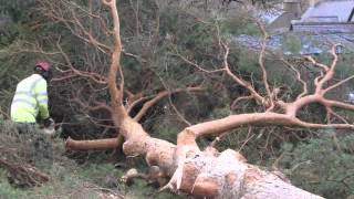 The felling of St Padarn Church, Llanberis Fir Tree - 09/12/2013