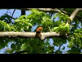 canada one hour bird and wildlife footage in 4k june week 1