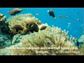 How do Corals Reproduce and Coral Reef Ecology: Key Concepts | Marinebio 101| Philippines