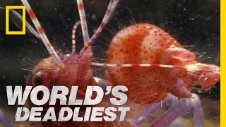 Amazing Pistol Shrimp Stun \