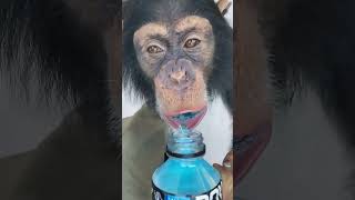 MONKEYS LOVE POWERADE ! #shorts #monkey