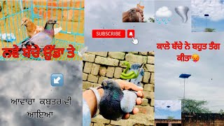 Baby pigeons first time flying🕊|| ਨਵੇਂ ਬੱਚੇ ਉਡਾਏ!ਪਰ ਬੱਚਿਆ ਨੇ ਬਹੁਤ ਤੰਗ ਕੀਤਾ॥ਦਖੋ ਸਾਰੀ video👨‍💻…..