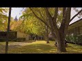 raining ginkgo leaves