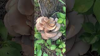 The BIGGEST and most PERFECT oyster mushroom EVER! 🤤