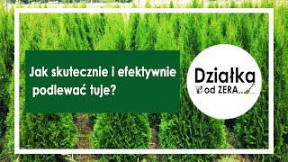 Jak skutecznie i efektywnie podlewać tuje oraz inne drzewka i krzewy?