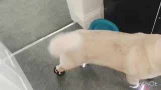 14 weeks old puppy learning to walk in boots