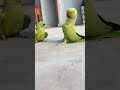 Miyan Mitthu parrot talking in sweet Voice talking #parrot #shorts