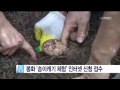 안동mbc뉴스 봉화 송이체험 신청 접수