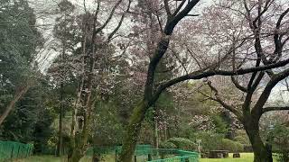 三輪明神の境内にある桜