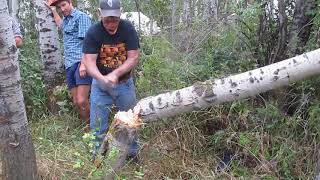 Chopping down a tree, with stone axes, at the Rabbit Stick Rendezvous.