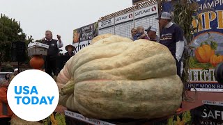 Teacher smashes US pumpkin record | USA TODAY