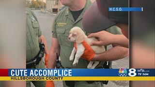 Puppy taken into custody during shoplifting arrest