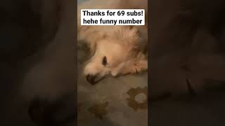 My dog - 69 sub special