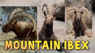 Mountain ibex on the top of mountain