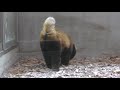 肩乗り散歩で有名！　レッサーパンダのロンくん　茶臼山動物園