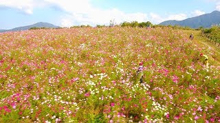 4K-上原高原のコスモス(秋桜)に優しさと秋の終わりを感じた件っ！