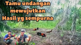 real-tanpa edit-tamu undangan-mikat ayam hutan-tapau sempurna