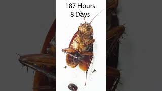 How many days can a cockroach survive without food and water?