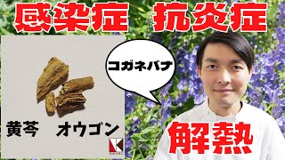 【漢方薬】黄芩（オウゴン）１分で分かる生薬解説　～改訂版～