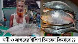 নদী ও সাগরের ইলিশ চিনবেন কিভাবে আসল ইনিশ চেনার উপায়