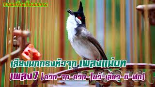 เสียงนกกรงหัวจุก เพลงแม่บทใต้ เพลง 7 พยางค์ [ควิก-จก-ควิก-ไขว้-เลี่ยว-ติ-ฟก] #ไม่มีโฆษณา