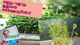 മണ്ണും വളവും വേണ്ടാത്ത മൈക്രോഗ്രീൻസ്  |  Microgreens at home  | Microgreens in Malayalam | E#29