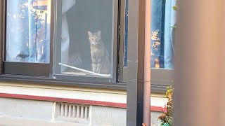 【田舎の猫】三毛猫を見つめるサビ柄猫