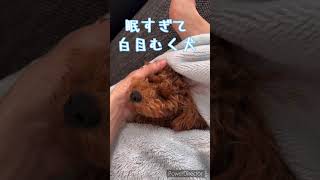 【可愛すぎる！】眠すぎて白目をむいちゃうトイプードル  #shorts #犬 #dog #トイプードル