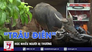 “Trâu điên” húc bị thương nhiều người đi đường và phá hỏng nhiều tài sản - VNEWS