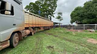 CARREGAMENTO DE FAZENDA A FAZENDA! Puxa do Boi Magro.