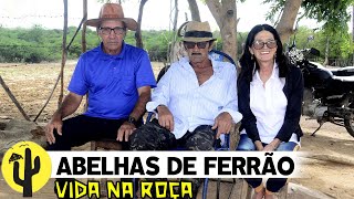 [VIDA NA ROÇA] Tico e Tonho falam das Abelhas de Ferrão chegaram no Brasil nos anos 1960 - Parte 04🌵