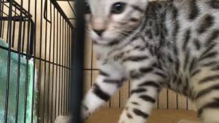 シルバーベンガルメス6月15日生まれ【ベンガルキャット】【キャッテリーナカネセイ】