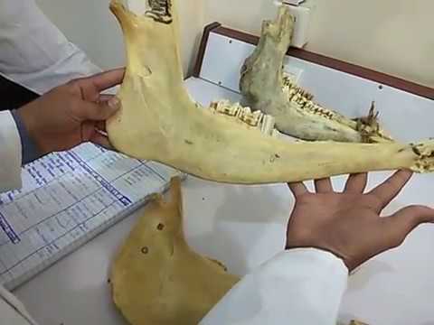 Mandible of Horse & Ox Mandible of Horse & Ox
