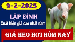 Giá heo hơi hôm nay ngày 9/2/2025 - Kỷ lục giá cao nhất trong năm