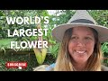 WORLD'S LARGEST AND STINKIEST FLOWERS!  4K