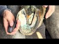 master farrier combats canker foot disease clydesdale horse rehab journey